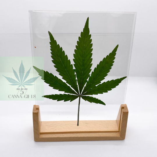 757 Cannagifts REAL Large Pressed Cannabis Leaf- Wood Base #1