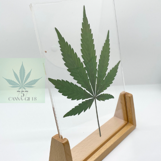 757 Cannagifts REAL Large Pressed Cannabis Leaf- Wood Base #1