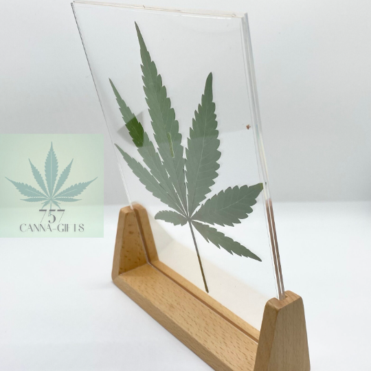 757 Cannagifts REAL Large Pressed Cannabis Leaf- Wood Base #1