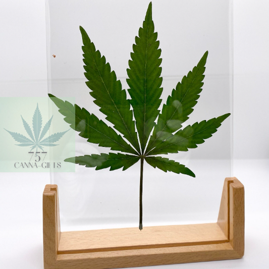 757 Cannagifts REAL Large Pressed Cannabis Leaf- Wood Base #1