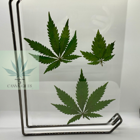 757 Cannagifts 3 REAL White Widow Leaves in a Vertical Floating Acrylic Frame-Black #1