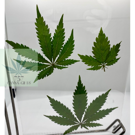 757 Cannagifts 3 REAL White Widow Leaves in a Vertical Floating Acrylic Frame-Black #1