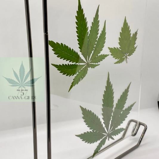 757 Cannagifts 3 REAL White Widow Leaves in a Vertical Floating Acrylic Frame-Black #1