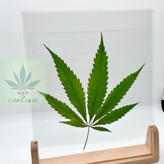 757 Cannagifts Genuine Pressed White Widow Leaf in Acrylic Floating Frame- Wood Base