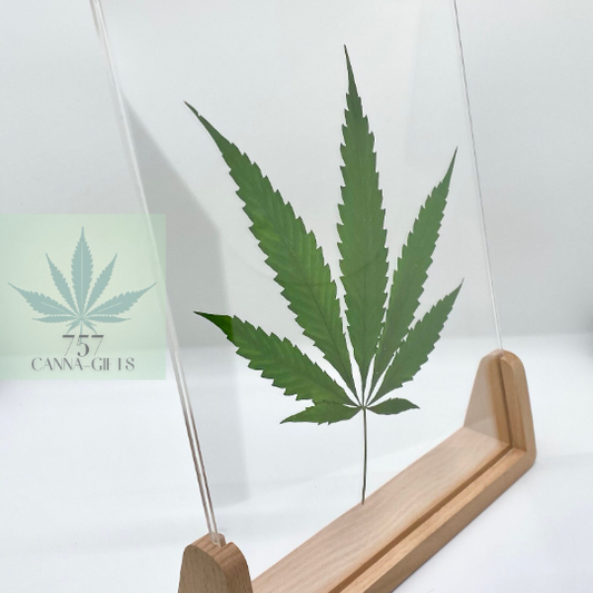 757 Cannagifts Genuine Pressed White Widow Leaf in Acrylic Floating Frame- Wood Base