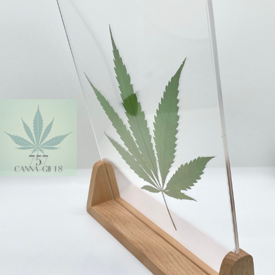 757 Cannagifts Genuine Pressed White Widow Leaf in Acrylic Floating Frame- Wood Base